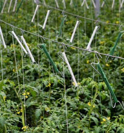 El Alambre Galvanizado se utiliza en la construcción de invernaderos.